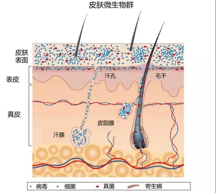 皮肤微生态——菌群失衡是怎么回事!