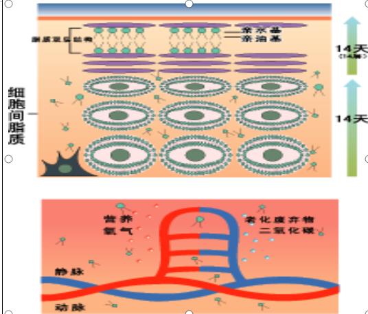 皮肤的新陈代谢真的是28天吗?